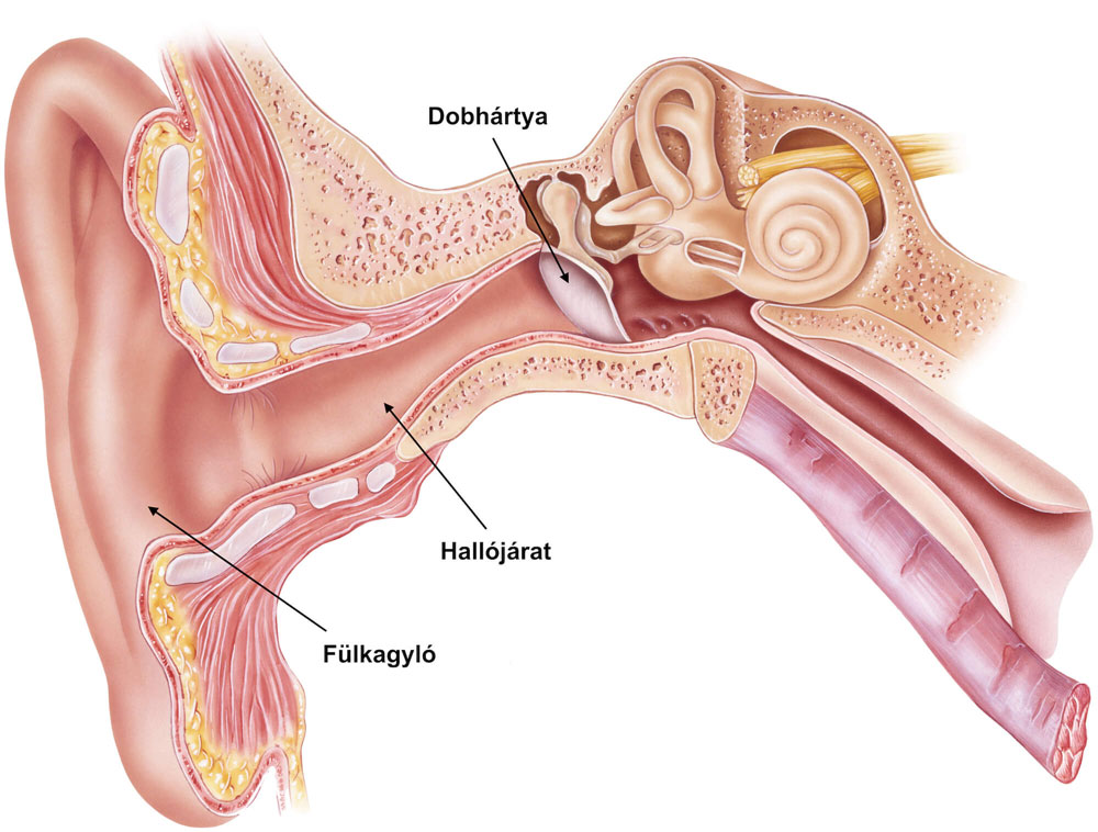 A hallójárat a külső fülben található rész, mely gyulladásra hajlamos.