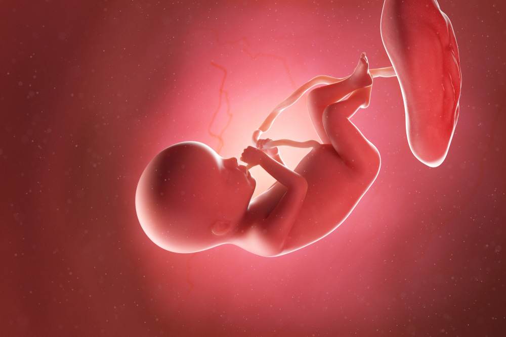 Prostatitis és magzati fejlődés