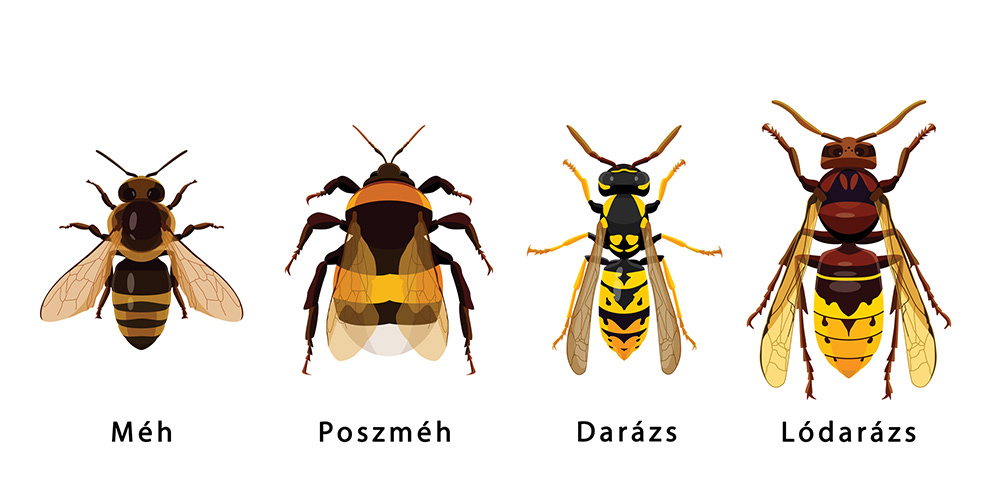méh közös kezelése)